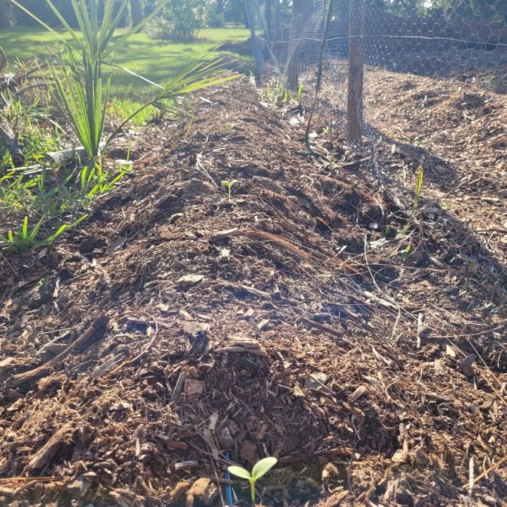 Longevity Spinach