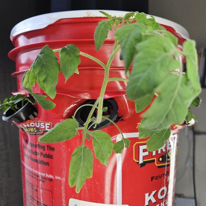 Tomato Plant