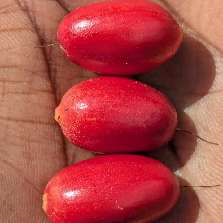 Miracle fruit