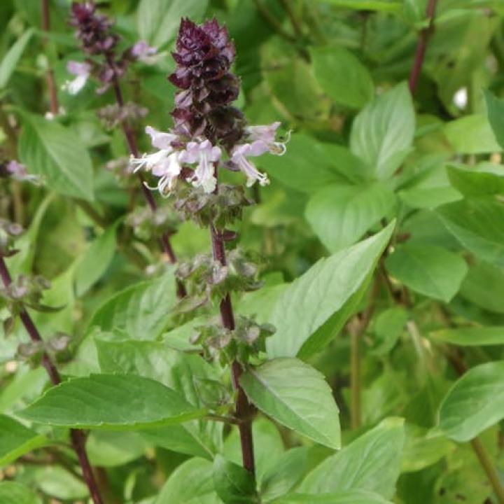 Mexican Bush Sage